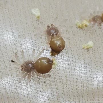 ¡Filmación cercana de polluelos de tarántulas recién nacidas!