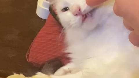 Biting cat