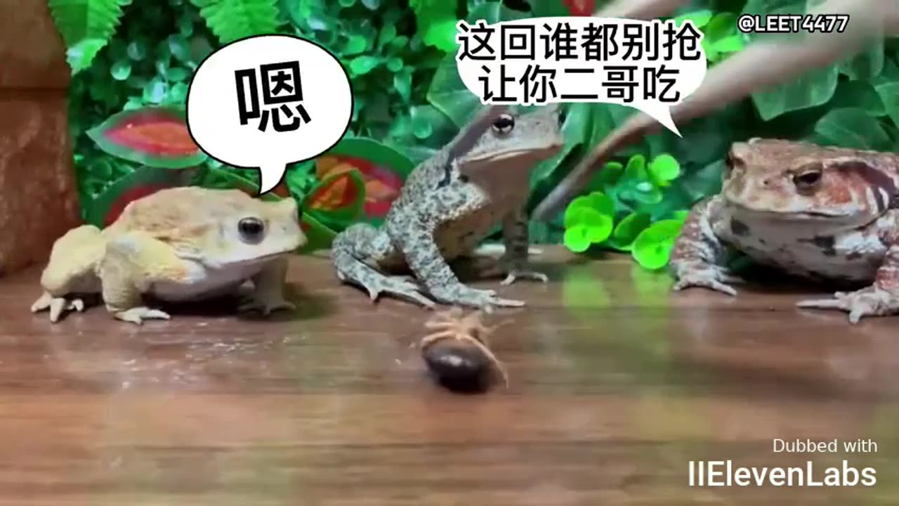 Three frogs eating bugs – there's always one that ends up hungry!