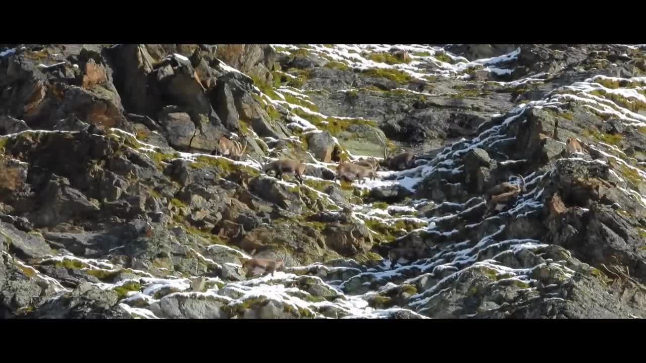 MOUNTAIN GOATS - These Creatures Don’t Care About The Laws Of Physics Despite Their Hooves6