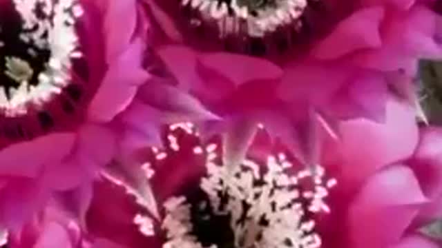 Pray for each other as displayed by the blooming flowers