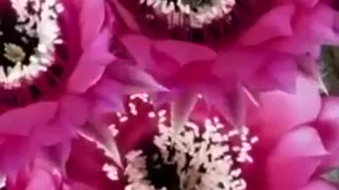 Pray for each other as displayed by the blooming flowers