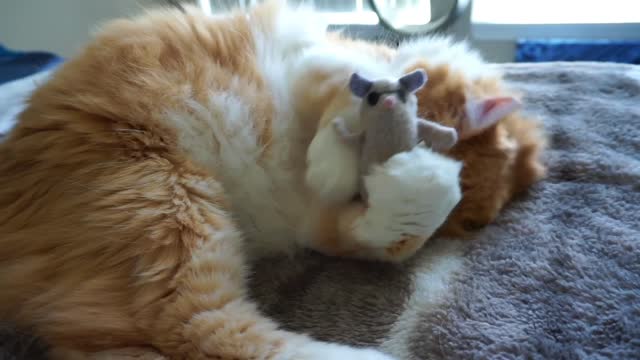 Orange Cat Loses His Best Mouse Friend