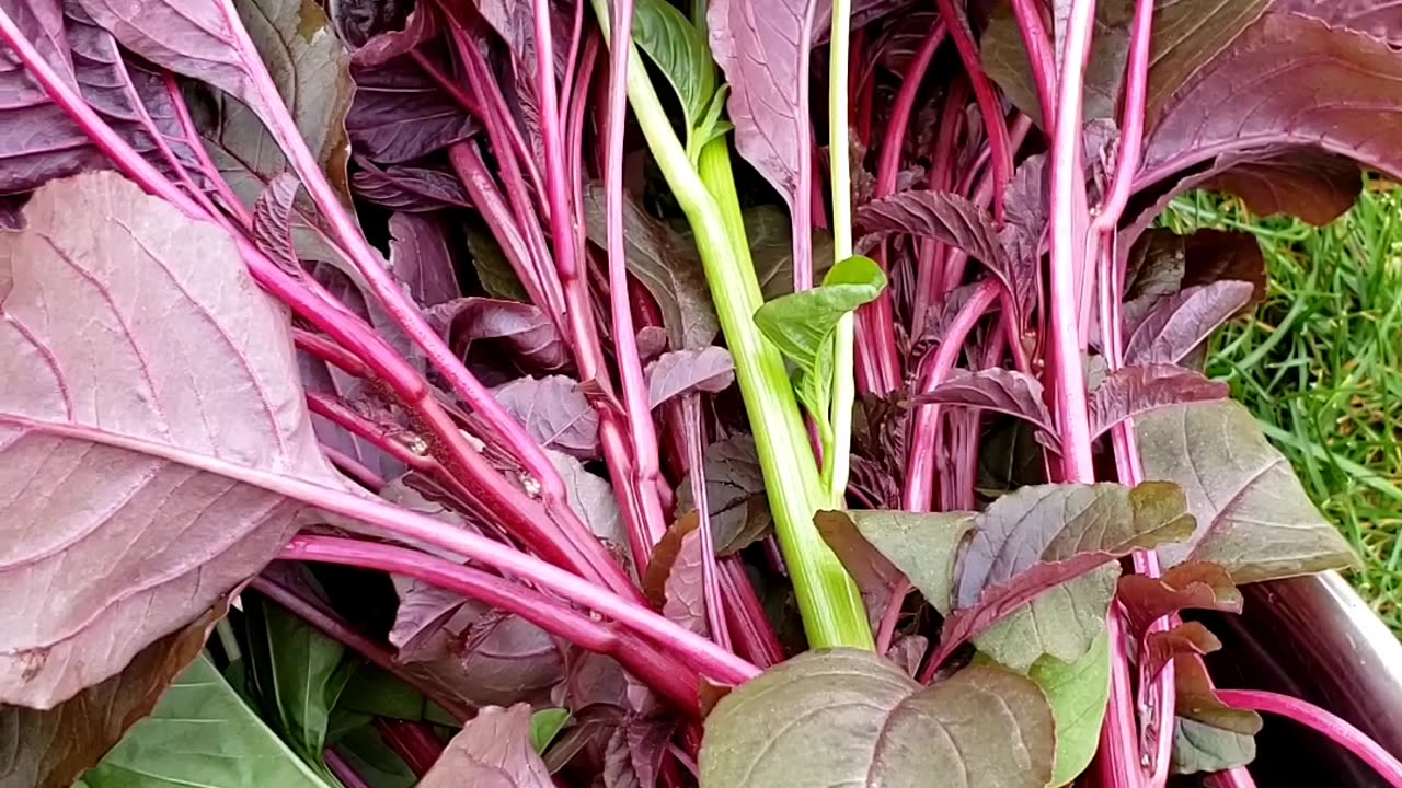 Harvesting Red Spinach Plants