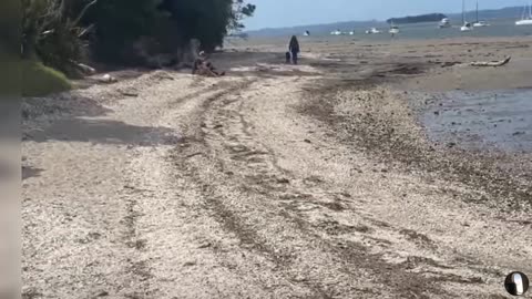 Shelly Park Beach Auckland New Zealand Tour