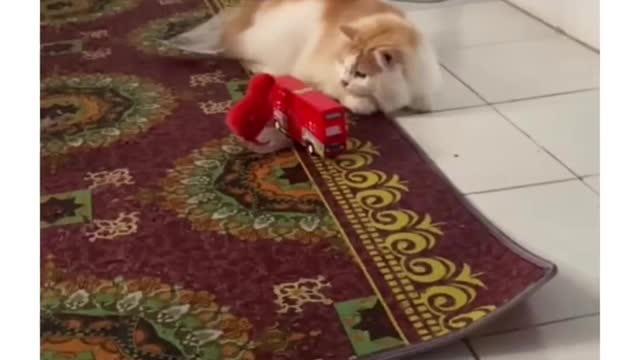 This cat is hiding behind a toy bus because he is being chased by chicks