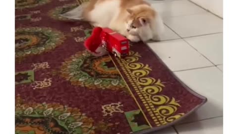 This cat is hiding behind a toy bus because he is being chased by chicks