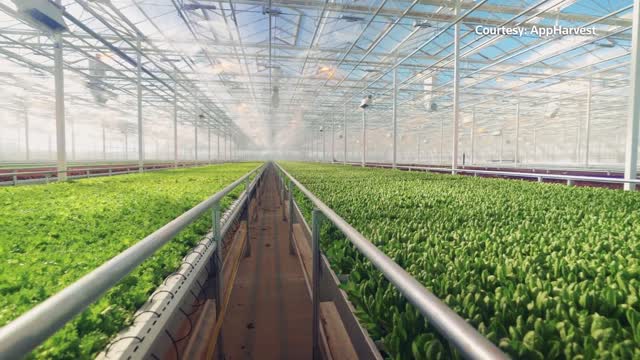 Indoor farming - the future of food