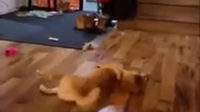 🤣Best cats and dogs funny videos (try not to laugh)🤣😅😂