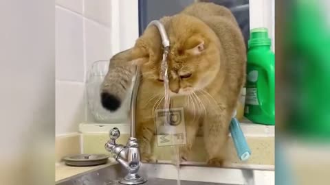 Hilarious Cats Compilation 🤣 🤣🤣🤣😁- Prepare to Laugh Until You Cry!