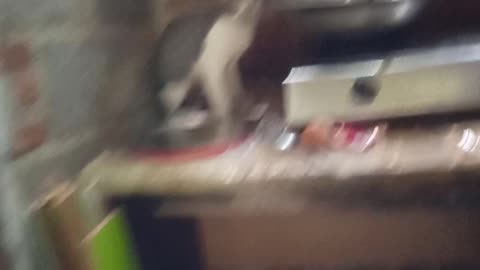 cat to get eat, funny animal video