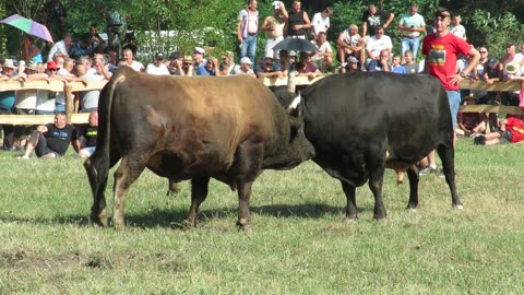 Medonja od Šljivića vs Peran od Porća Kruščica 2024