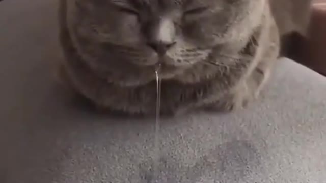 Funny cat taking nap