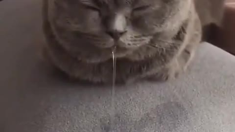 Funny cat taking nap