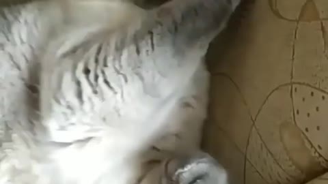 Omg she is kiss🤣funny cat