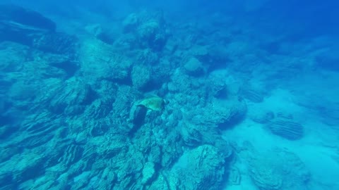 Small Ocean Turtle Swimming Like A PRO