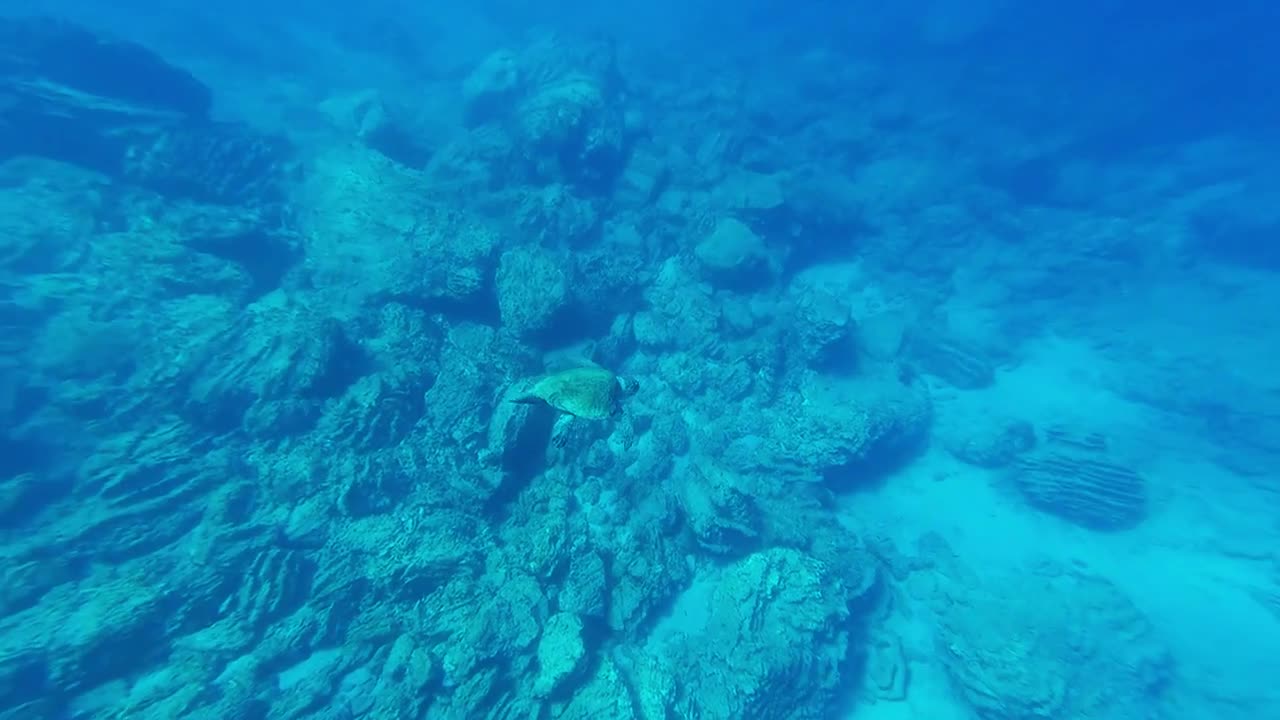 Small Ocean Turtle Swimming Like A PRO