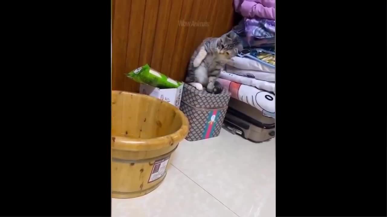 cute cats reaction