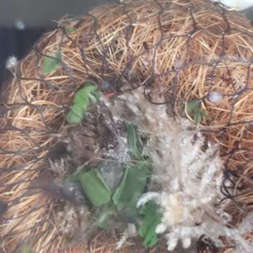 Tadpoles snacking on spinach