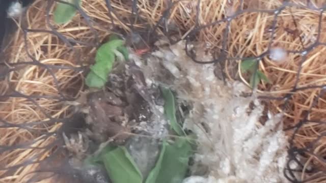 Tadpoles snacking on spinach