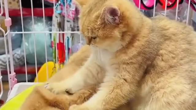 Kitty massage...ππΎππ