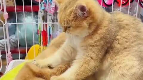 Kitty massage...🐈🐾💆😍