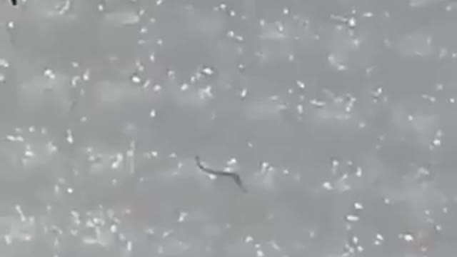 莫吉隆斯( morgellons)-3