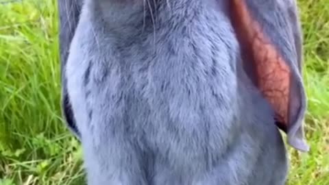 Pretty And Cute Blue Bunny Rabbit #shorts #viral #shortsvideo #video