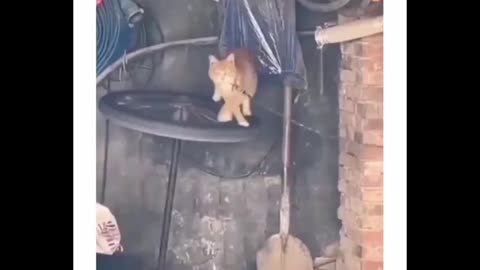 a compilation of funny animal videos 'when you get a revenge'