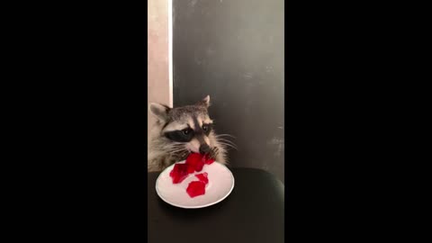 Pet raccoon chows down on tasty jello treat