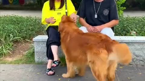 Two dogs walking