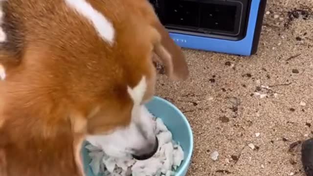 My beagle loves food