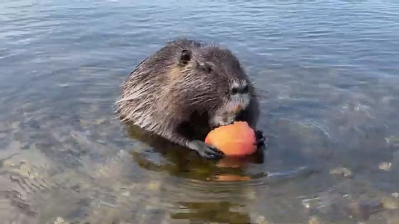 Nutria eats an apple in the gravel pit Dresden Leuben