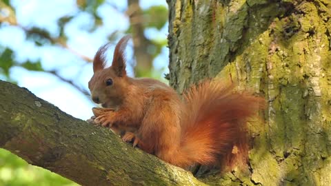 A squirrel eats its food on a tree after escaping from a fox