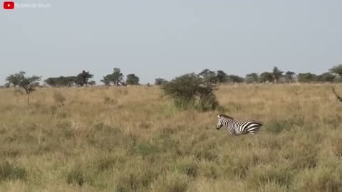 Lion VS Tiger Real Fight - Tough Creatures