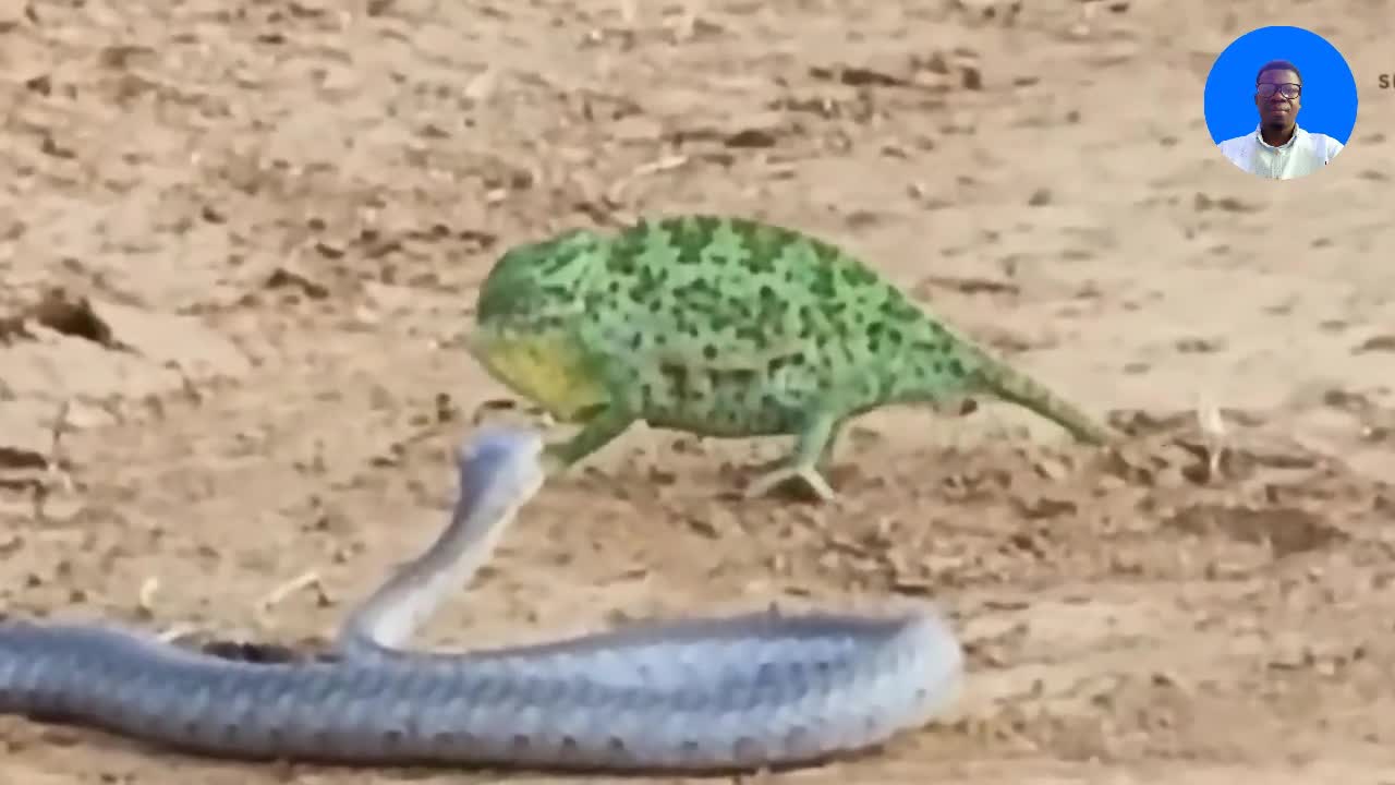 The fight between chameleon and the striking Snake