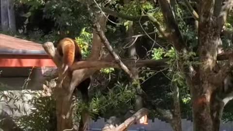 This Red Panda is too Cute!