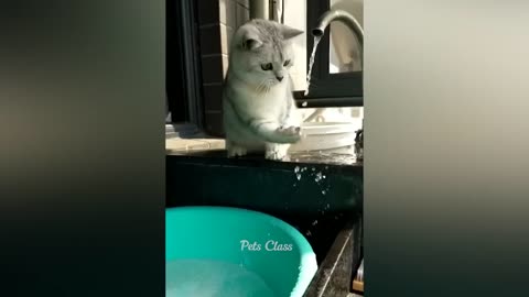 Funny animals latest