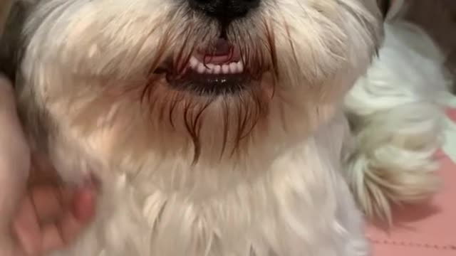 Dog smiling 2 (follow me)