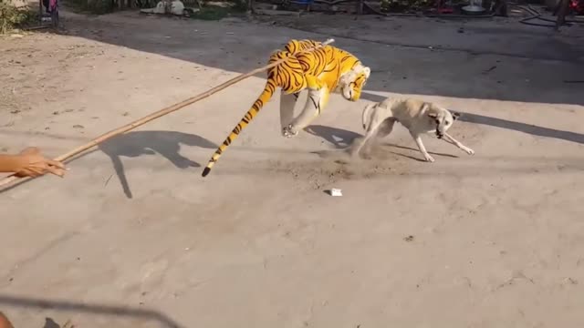 Wow !!! Fake Tiger Prank Dog Funny Try To stop laughing