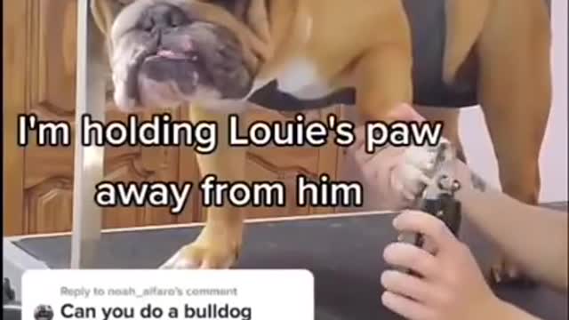 Stubborn Bulldog tries to bite groomer _ Funny dog- Our Pets 🐶