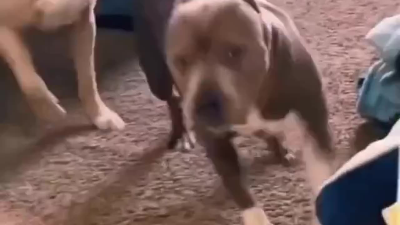 Funny dog video😂