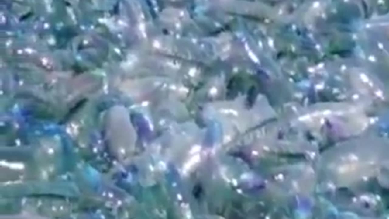 Thousand of Alien Jellyfises #shorts #viral #shortsvideo #video