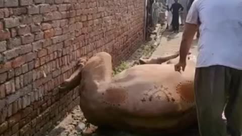 Qurbani 2022