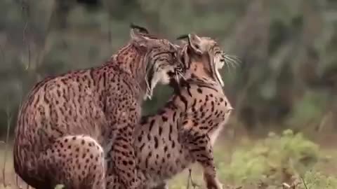 Iberian Lynxes mating