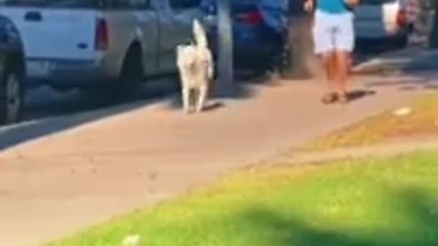 Funny animals