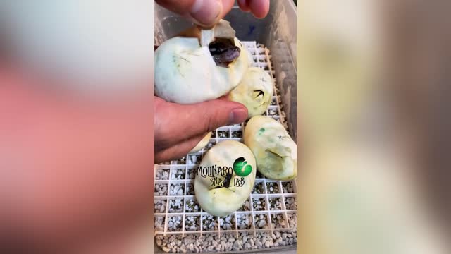 SNAKES ALIVE: Ex-Marine Snake Breeder Helps Snakes Hatch Safely