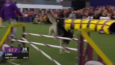 Dogs: husky vs border collie agility