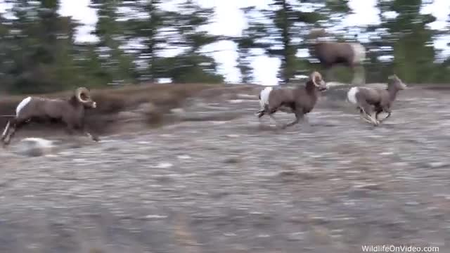 Bighorn Shaaeep Rut - The Mating Chase_Cut