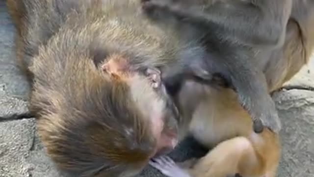 Cute Monkey China & Funny Love monkey| Animals Love (359)